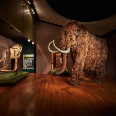 2_2_4_mammut_saebelzahntiger_3257_quadrat.jpg