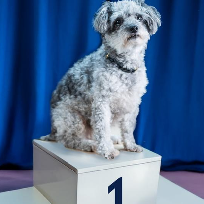 Ein grau-weisser Hund sitzt auf einem Podest vor blauem Hintergrund.